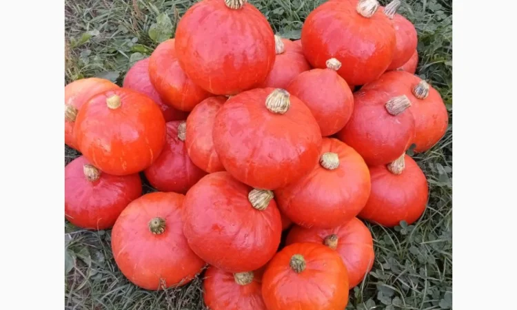 Продам овочі гарбуз баттернат, хоккайдо - фото № 3