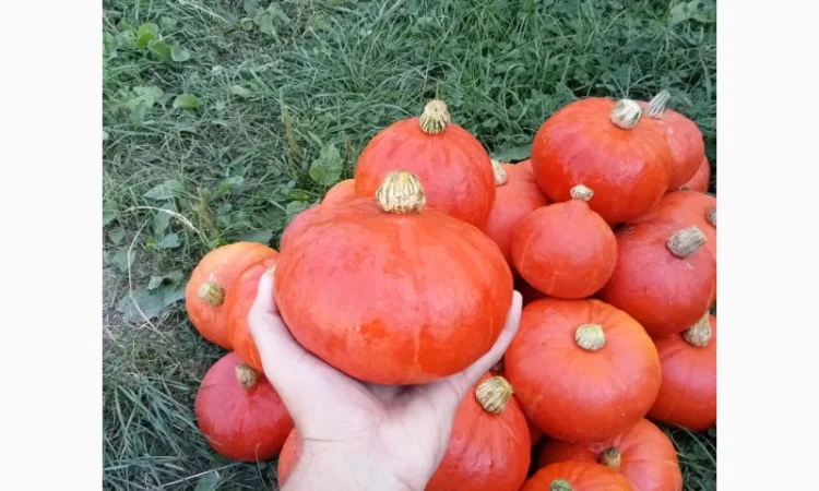 Продам овочі гарбуз баттернат, хоккайдо - фото № 4