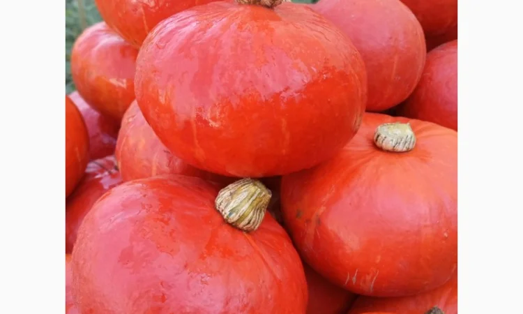 Продам овочі гарбуз баттернат, хоккайдо - фото № 5