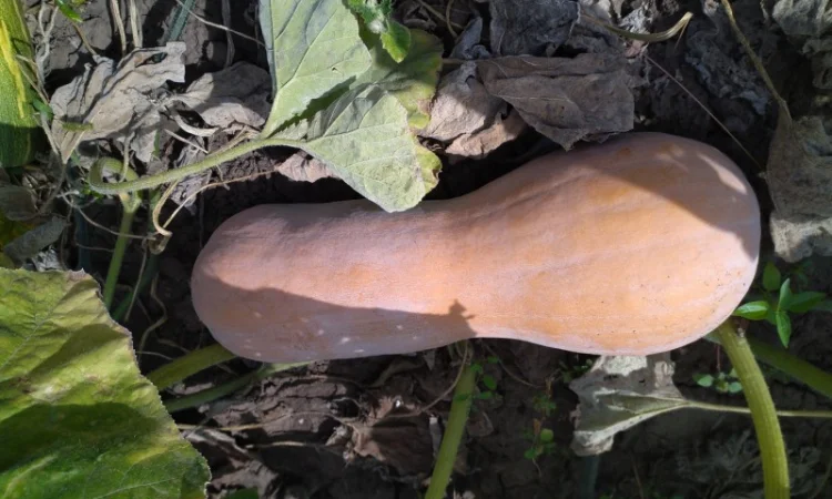 Гарбуз мускатний сорт арабатський - фото № 1