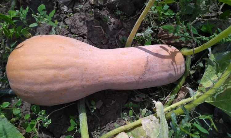 Гарбуз мускатний сорт арабатський - фото № 2