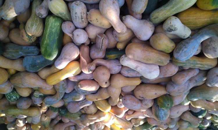 Гарбуз кашовий на корм тваринам - фото № 1