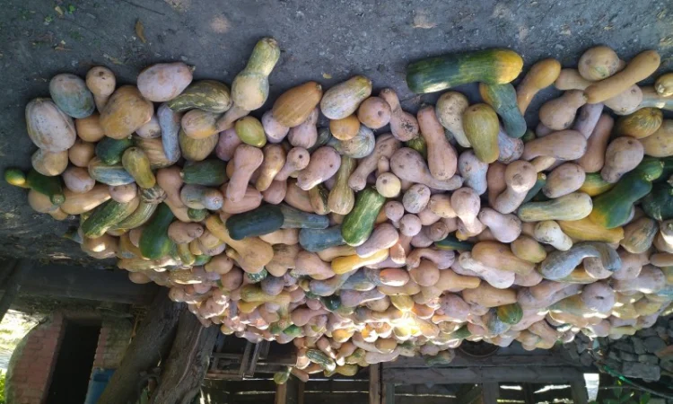 Гарбуз кашовий на корм тваринам - фото № 2