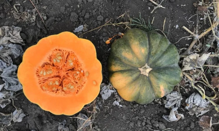 Продам тыкву - фото № 10