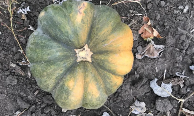 Продам тыкву - фото № 11