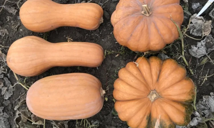 Продам тыкву - фото № 12