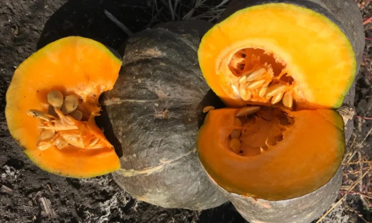 Продам тыкву - фото № 13