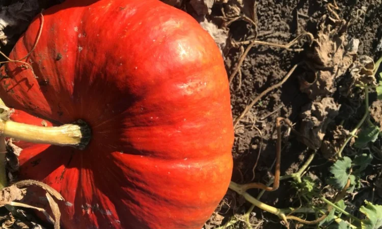 Продам тыкву - фото № 2