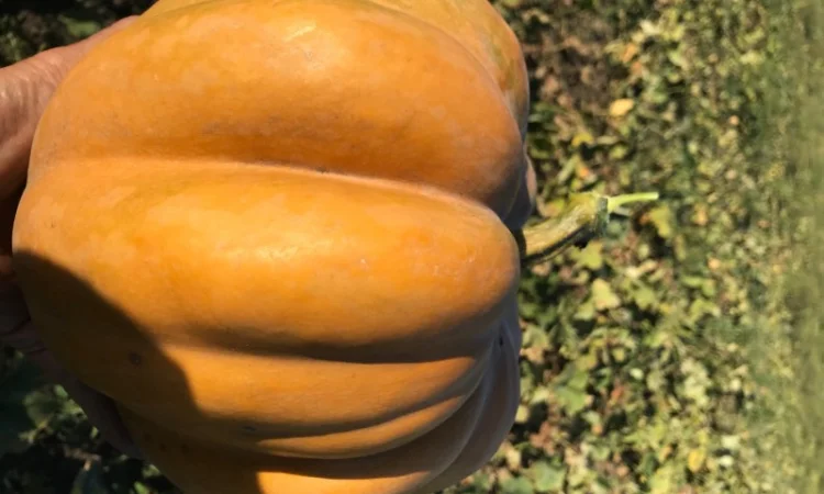 Продам тыкву - фото № 5