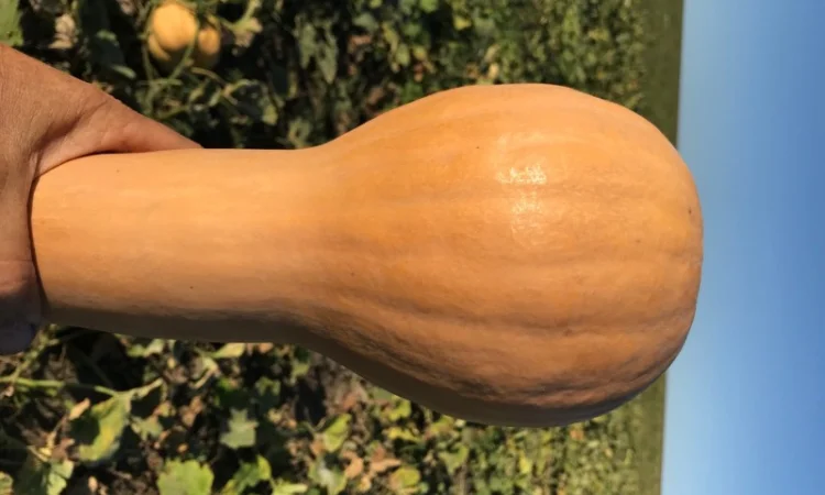 Продам тыкву - фото № 6