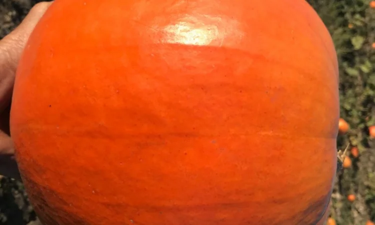 Продам тыкву - фото № 8