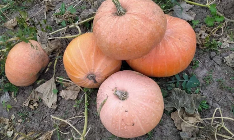 Продам гарбуз - фото № 1