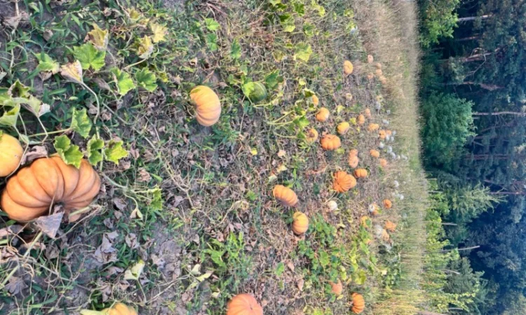 Продам гарбуз - фото № 1