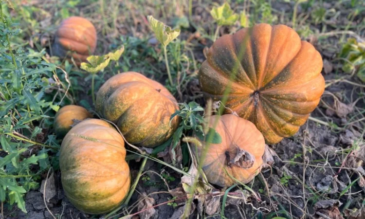 Продам гарбуз - фото № 2