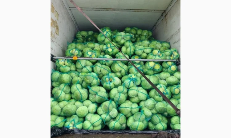 Куплю капусту оптом 1-2 сорт - фото № 4