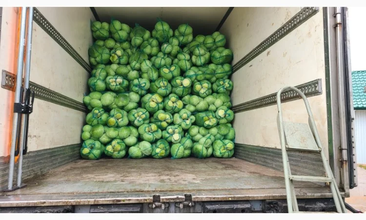 Куплю капусту оптом 1-2 сорт - фото № 3