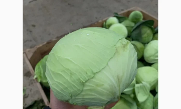 Куплю капусту оптом 1-2 сорт - фото № 2