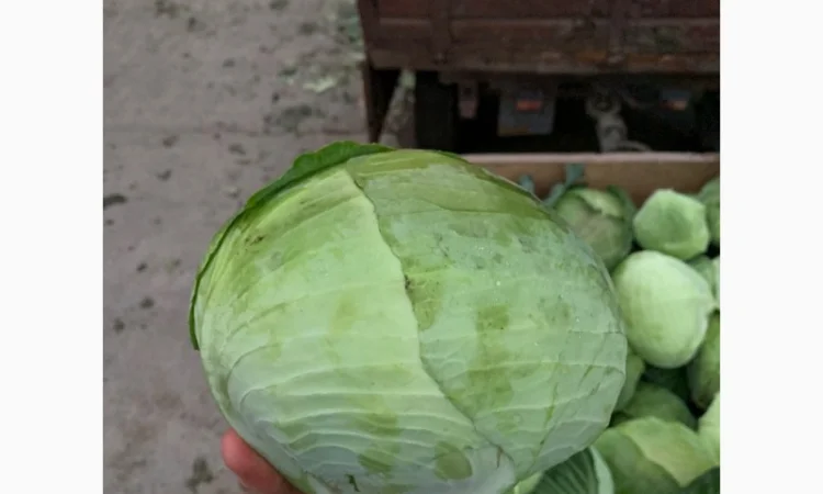 Куплю капусту оптом 1-2 сорт - фото № 1