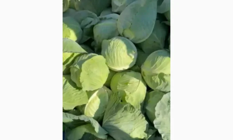 Капуста молоду на продаж - фото № 1