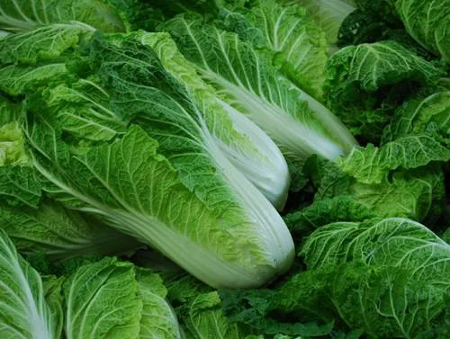 Покупка пекинської капусти оптом - фото № 2