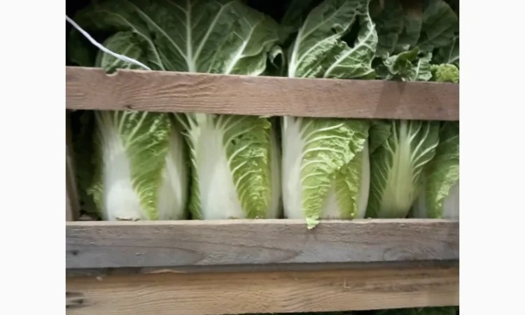 Пекинская капуста от поставщика, отгрузка от 5 тонн - фото № 2