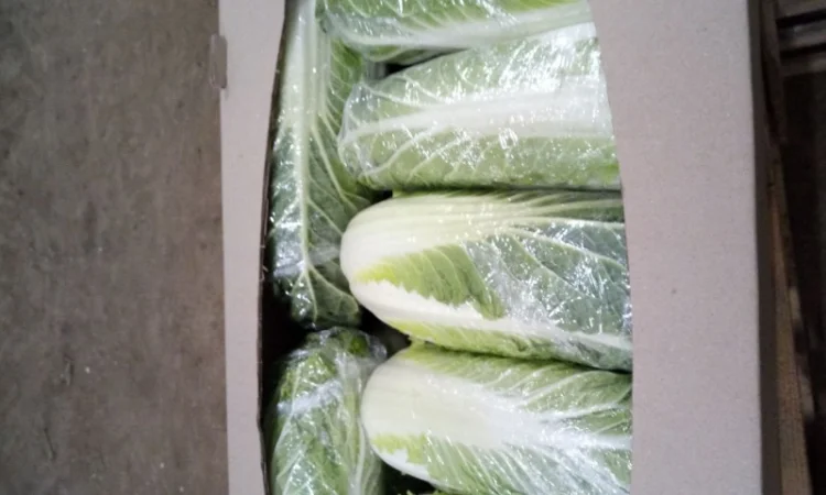Пекинская капуста от поставщика, отгрузка от 5 тонн - фото № 3