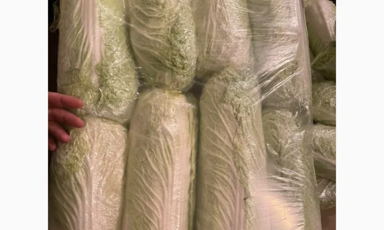 Пекинская капуста от поставщика, отгрузка от 5 тонн - фото № 4