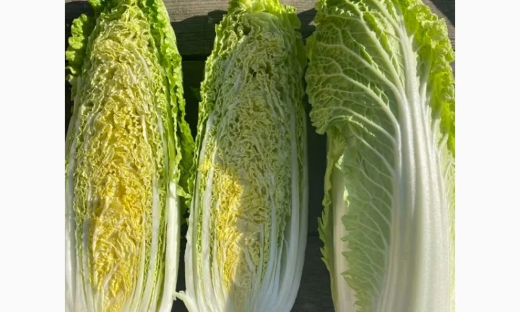 Пекінська капуста від фермера, 5 тонн - фото № 1