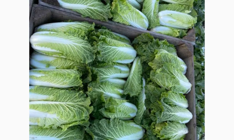 Пекінська капуста від фермера, 5 тонн - фото № 2