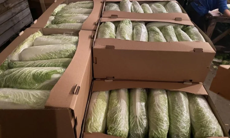Пекінська капуста від фермера, 5 тонн - фото № 3