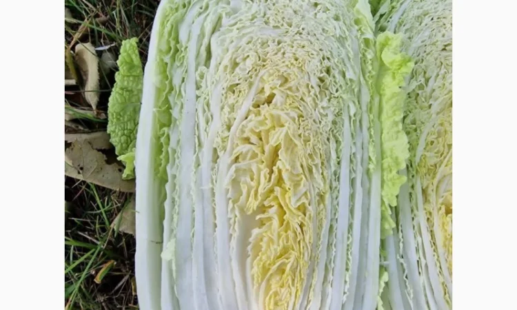 Пекінська капуста від фермера, 5 тонн - фото № 5