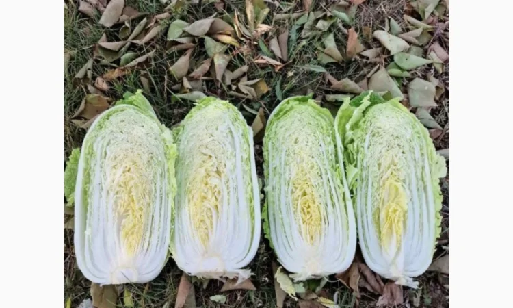 Пекінська капуста від фермера, 5 тонн - фото № 6