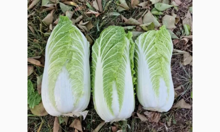 Пекінська капуста від фермера, 5 тонн - фото № 7