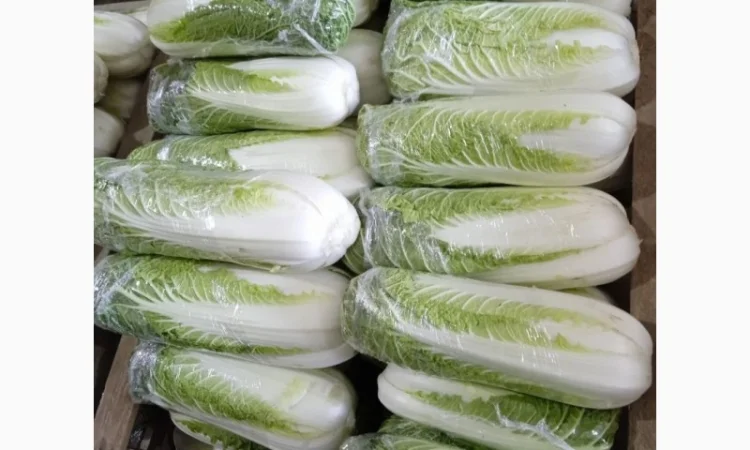 Пекінська капуста від фермера, 5 тонн - фото № 9