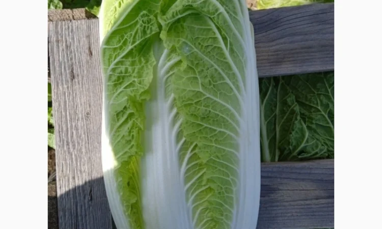 Пекінська капуста від фермера, 5 тонн - фото № 10