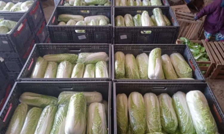 Пекінська капуста від фермера, 5 тонн - фото № 11