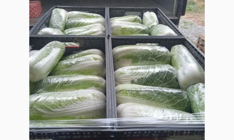 Пекінська капуста від фермера, 5 тонн - фото № 12