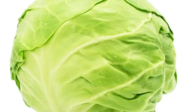 Закупівля капусти оптом - фото № 1