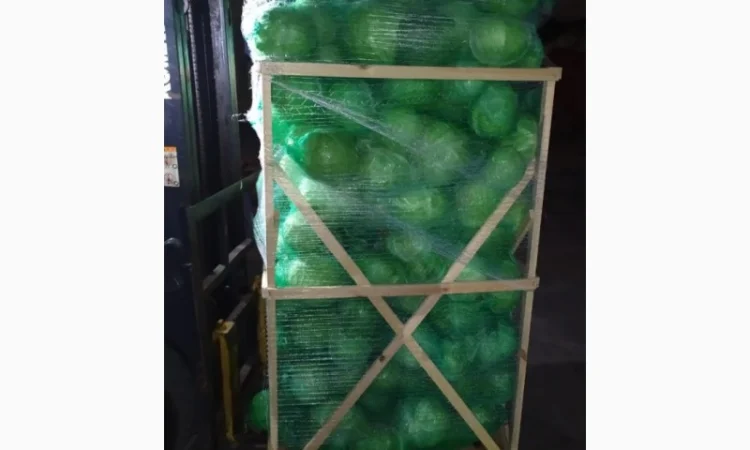 Продажа капусты белокачанной из Египта - фото № 1