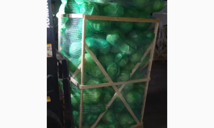 Продажа капусты белокачанной из Египта - фото № 2