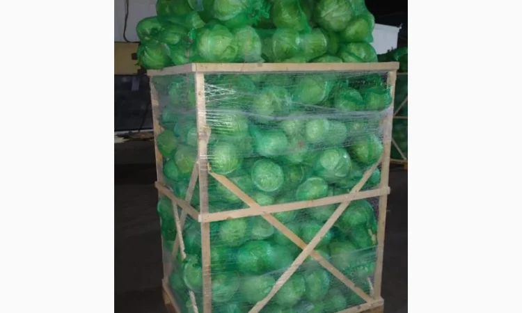 Продажа капусты белокачанной из Египта - фото № 3