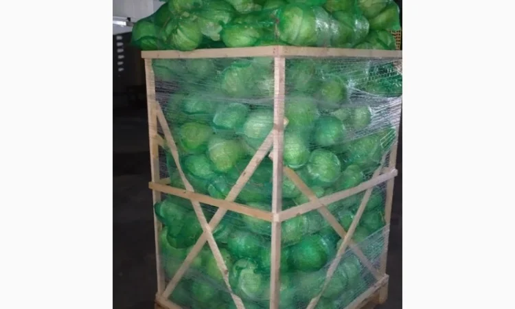 Продажа капусты белокачанной из Египта - фото № 4