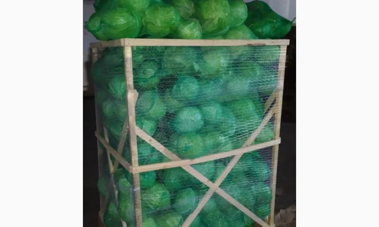 Продажа капусты белокачанной из Египта - фото № 5