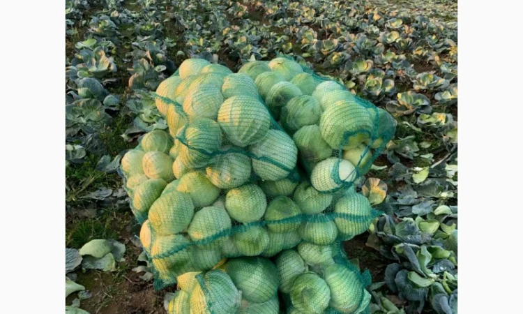 Закупівля Капусти оптом - фото № 2