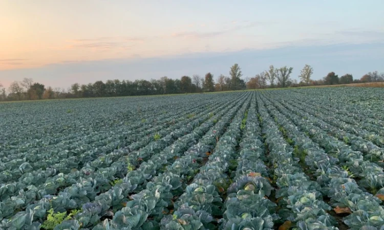 Закупівля Капусти оптом - фото № 4