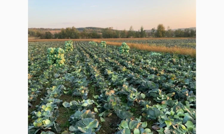 Закупівля Капусти оптом - фото № 5