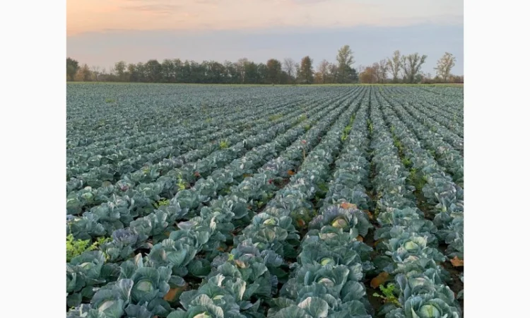 Закупівля Капусти оптом - фото № 6