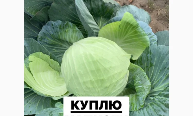 Закупівля Капусти оптом - фото № 1
