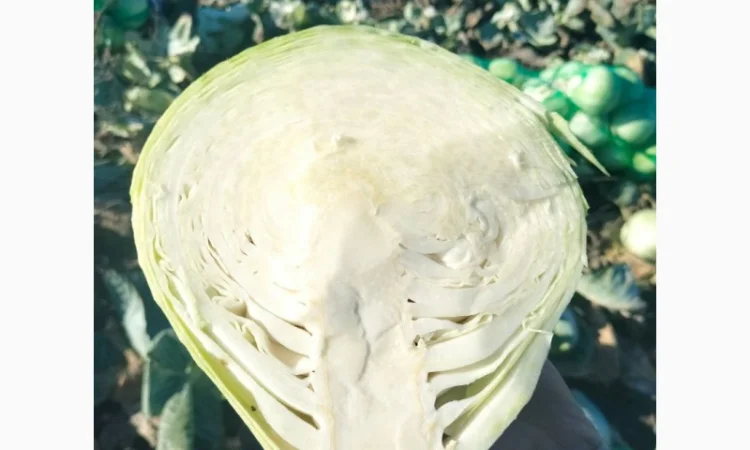 Закупівля Капусти оптом - фото № 3