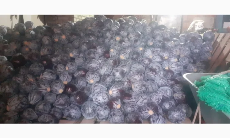 Продам червону капусту - фото № 1